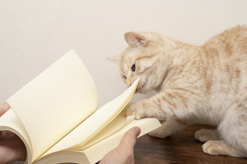 猫に読書を邪魔される